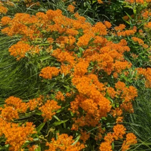 Asclepias Tuberosa Live Plant Roots - Milkweed Plants for Butterflies