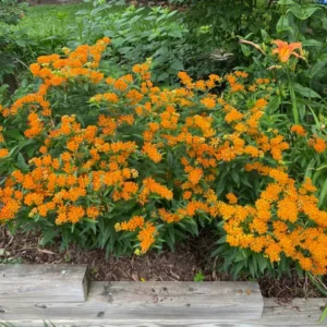 Asclepias Tuberosa Live Plant Roots - Milkweed Plants for Butterflies