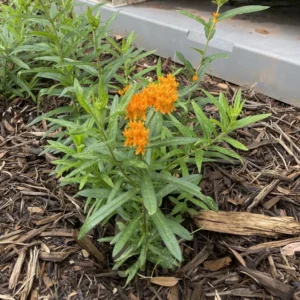 Asclepias Tuberosa Live Plant Roots - Milkweed Plants for Butterflies