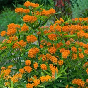 Asclepias Tuberosa Live Plant Roots - Milkweed Plants for Butterflies