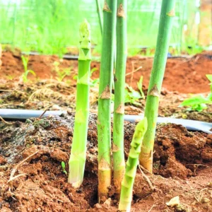 Asparagus Plants 5 Pack, Live Bare Root, 4-6 Inch Height, Vegetable Garden