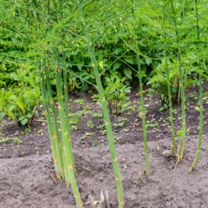 Asparagus Plants 5 Pack, Live Bare Root, 4-6 Inch Height, Vegetable Garden