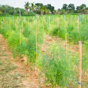 Asparagus Plants 5 Pack, Live Bare Root, 4-6 Inch Height, Vegetable Garden