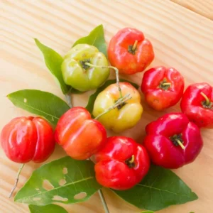 Barbados Cherry Plant, 4 Inch Pot