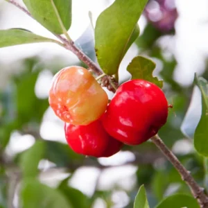Barbados Cherry Plant, 4 Inch Pot