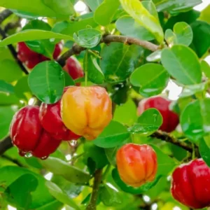 Barbados Cherry Plant, 4 Inch Pot