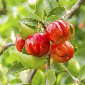 Barbados Cherry Plant, 4 Inch Pot
