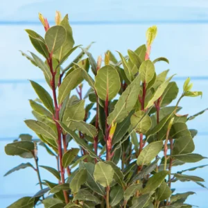 Bay Leaf Tree - Culinary Herb Plant - 2.5 Inch Pot - Fresh Flavor