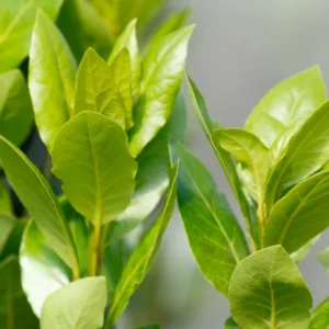 Bay Leaf Tree - Culinary Herb Plant - 2.5 Inch Pot - Fresh Flavor