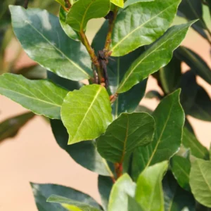 Bay Leaf Tree - Culinary Herb Plant - 2.5 Inch Pot - Fresh Flavor