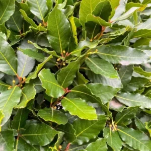 Bay Leaf Tree Plant - Bay Laurel Starter Plant 5-8 Inch - Herb Perennial