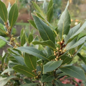 Bay Leaf Tree Plant - Bay Laurel Starter Plant 5-8 Inch - Herb Perennial