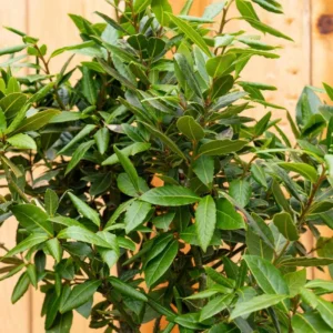 Bay Leaf Tree Plant - Bay Laurel Starter Plant 5-8 Inch - Herb Perennial