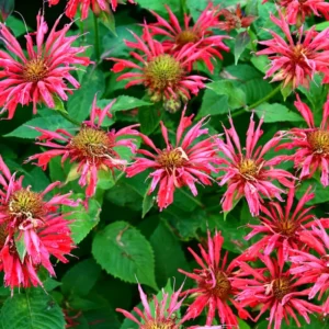 Bee Balm Plant Live Quart Pot - Perennial Monarda Flower