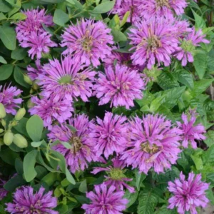 Bee Balm Plant Live Quart Pot - Perennial Monarda Flower