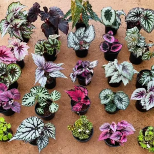 Begonia Live Plants Set - 2 Mix House Plants 4-5 Inches Ornamentals