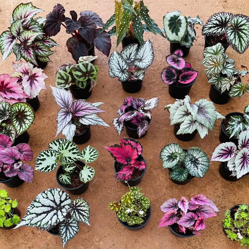 Begonia Live Plants Set - 2 Mix House Plants 4-5 Inches Ornamentals