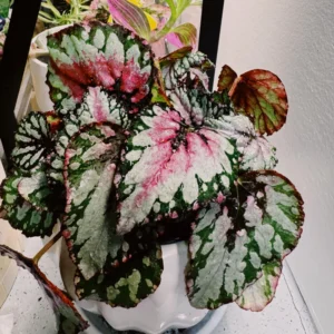 Begonia Live Plants Set - 2 Mix House Plants 4-5 Inches Ornamentals