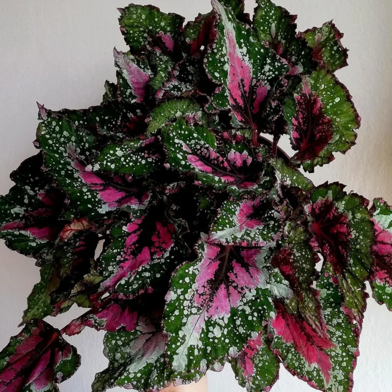 Begonia Live Plants Set - 2 Mix House Plants 4-5 Inches Ornamentals