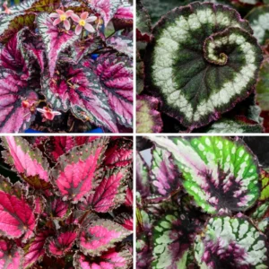 Begonia Live Plants Set - 2 Mix House Plants 4-5 Inches Ornamentals