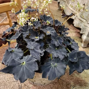 Begonia Plant Live Black Potted - 3 Inch Indoor Plant