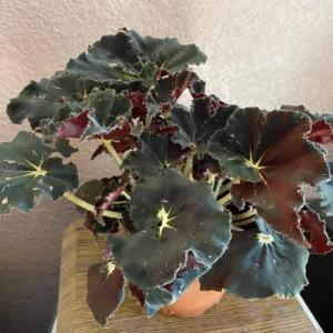 Begonia Plant Live Black Potted - 3 Inch Indoor Plant