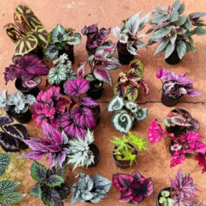 Begonia Plants Pack - 2 Mixed Live Indoor Houseplants 3-5 Inches Bareroot