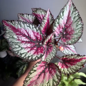 Begonia Plants Pack - 2 Mixed Live Indoor Houseplants 3-5 Inches Bareroot