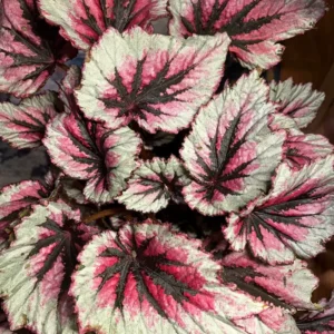 Begonia Plants Pack - 2 Mixed Live Indoor Houseplants 3-5 Inches Bareroot