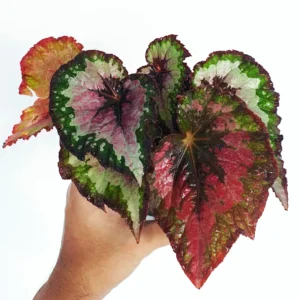 Begonia Plants Pack - 2 Mixed Live Indoor Houseplants 3-5 Inches Bareroot