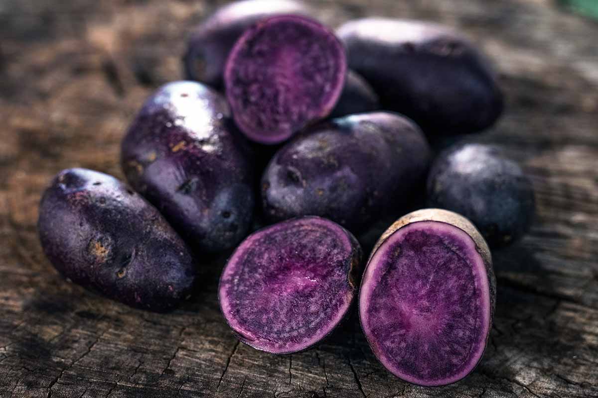 Best-Blue-and-Purple-Potatoes