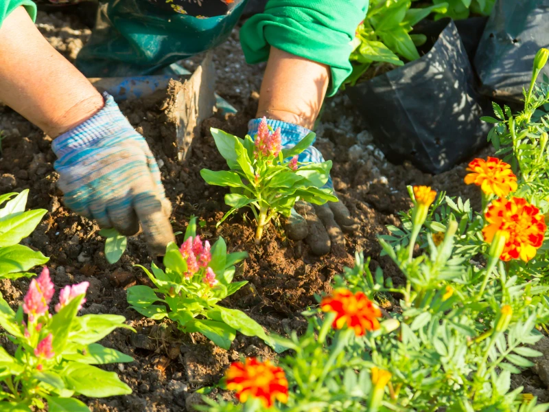 Best Plants by Gardening Zone