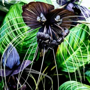Black Bat Flower Plant - Tacca Chantrieri Live Plant - 4 Inch Pot - Indoor/Outdoor