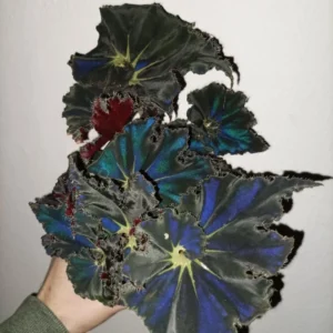 Black Begonia Plant in 3 Inch Pot - Ornamental Houseplant