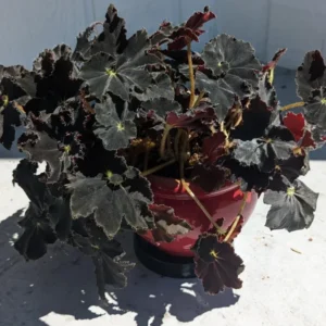Black Begonia Plant in 3 Inch Pot - Ornamental Houseplant