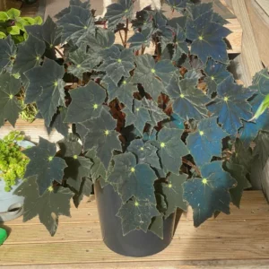 Black Begonia Plant in 3 Inch Pot - Ornamental Houseplant