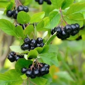 Black Chokeberry Plant, 3 Inch Pot