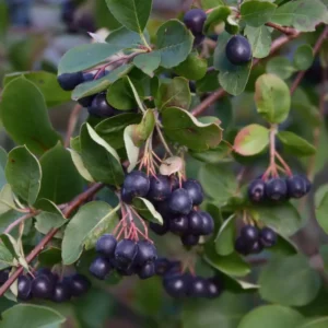 Black Chokeberry Plant, 3 Inch Pot