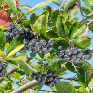 Black Chokeberry Plant, 3 Inch Pot