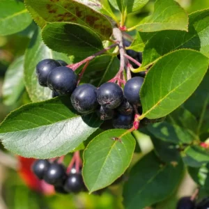 Black Chokeberry Plant, 3 Inch Pot