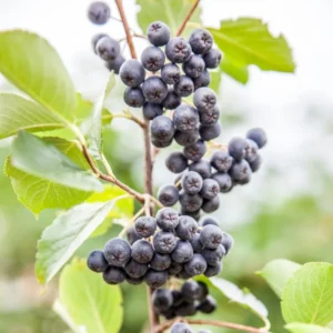 Black Chokeberry Plant, 3 Inch Pot