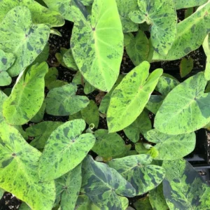 Black Green Colocasia Live Plants - Elephant Ear Taro Alocasia - 5-8 Inch Tall