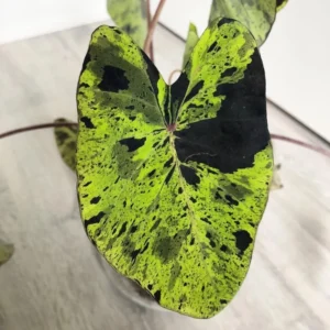 Black Green Colocasia Live Plants - Elephant Ear Taro Alocasia - 5-8 Inch Tall