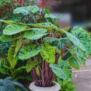 Black Green Colocasia Live Plants - Elephant Ear Taro Alocasia - 5-8 Inch Tall