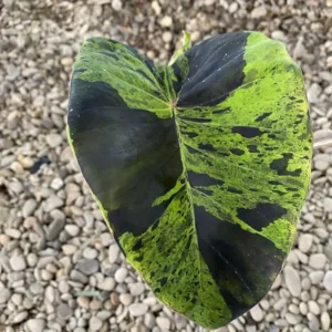 Black Green Colocasia Live Plants - Elephant Ear Taro Alocasia - 5-8 Inch Tall