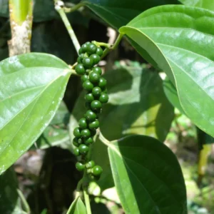Black Pepper Live Plant - 5-8 Inch Herb Plant - Climbing Starter Plant