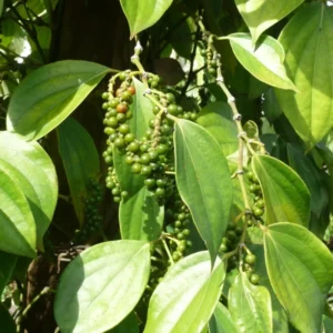 Black Pepper Live Plant - 5-8 Inch Herb Plant - Climbing Starter Plant