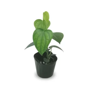 Black Pepper Plant Piper Nigrum Live Starter Plant 5-8 Inches Tall