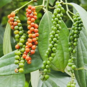 Black Pepper Plant Piper Nigrum Live Starter Plant 5-8 Inches Tall