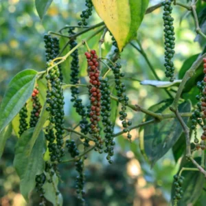 Black Pepper Plant Piper Nigrum Live Starter Plant 5-8 Inches Tall